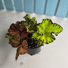 Load image into Gallery viewer, #RD28 Begonia Unknown