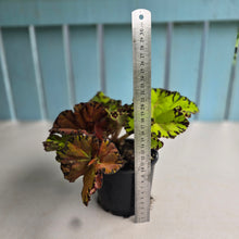 Load image into Gallery viewer, #RD28 Begonia Unknown
