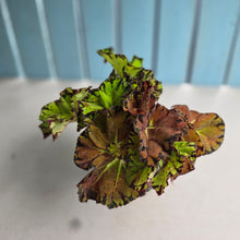 Load image into Gallery viewer, #RD28 Begonia Unknown