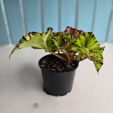 Load image into Gallery viewer, #RD28 Begonia Unknown
