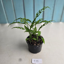 Load image into Gallery viewer, #D18 Multiple Monstera Obliqua