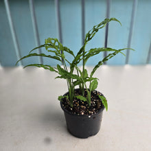 Load image into Gallery viewer, #D18 Multiple Monstera Obliqua