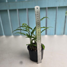 Load image into Gallery viewer, #D18 Multiple Monstera Obliqua