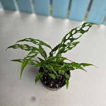 Load image into Gallery viewer, #D18 Multiple Monstera Obliqua