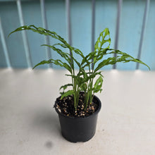 Load image into Gallery viewer, #D18 Multiple Monstera Obliqua