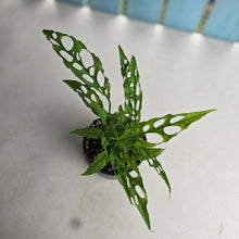 Load image into Gallery viewer, #D18 Multiple Monstera Obliqua