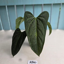 Load image into Gallery viewer, #RB10 Dark, Arrow-Shaped Anthurium NOID - With Pup