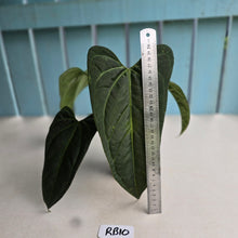 Load image into Gallery viewer, #RB10 Dark, Arrow-Shaped Anthurium NOID - With Pup