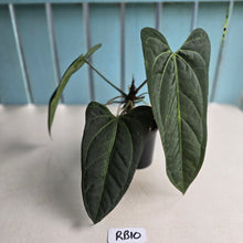 Load image into Gallery viewer, #RB10 Dark, Arrow-Shaped Anthurium NOID - With Pup