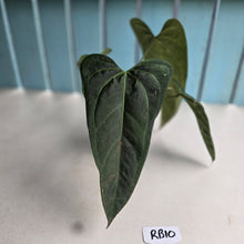 Load image into Gallery viewer, #RB10 Dark, Arrow-Shaped Anthurium NOID - With Pup