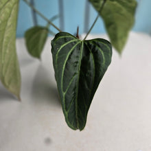 Load image into Gallery viewer, #RB10 Dark, Arrow-Shaped Anthurium NOID - With Pup