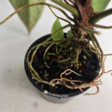 Load image into Gallery viewer, #RB10 Dark, Arrow-Shaped Anthurium NOID - With Pup