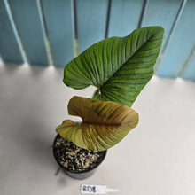 Load image into Gallery viewer, #RD8 Philodendron Serpens