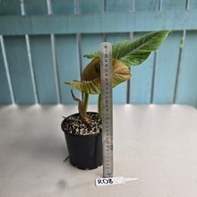 Load image into Gallery viewer, #RD8 Philodendron Serpens