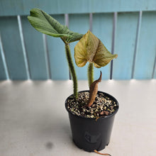 Load image into Gallery viewer, #RD8 Philodendron Serpens