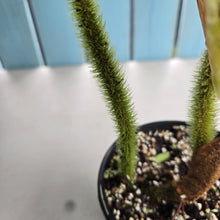 Load image into Gallery viewer, #RD8 Philodendron Serpens