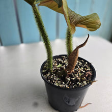 Load image into Gallery viewer, #RD8 Philodendron Serpens