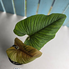 Load image into Gallery viewer, #RD8 Philodendron Serpens