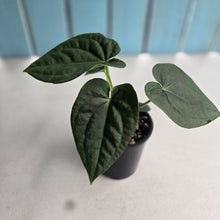 Load image into Gallery viewer, #R485 Two x Headed Anthurium Dark Complex x Luxurians