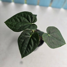 Load image into Gallery viewer, #R485 Two x Headed Anthurium Dark Complex x Luxurians