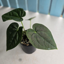 Load image into Gallery viewer, #R485 Two x Headed Anthurium Dark Complex x Luxurians