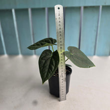 Load image into Gallery viewer, #R485 Two x Headed Anthurium Dark Complex x Luxurians