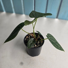 Load image into Gallery viewer, #R485 Two x Headed Anthurium Dark Complex x Luxurians