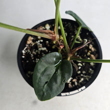 Load image into Gallery viewer, #R485 Two x Headed Anthurium Dark Complex x Luxurians