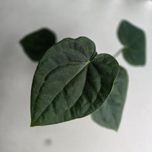 Load image into Gallery viewer, #R485 Two x Headed Anthurium Dark Complex x Luxurians