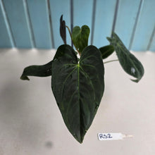 Load image into Gallery viewer, #RS2 Dark Anthurium NOID - With Pup