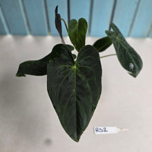 Load image into Gallery viewer, #RS2 Dark Anthurium NOID - With Pup