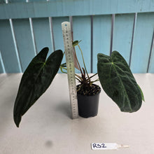 Load image into Gallery viewer, #RS2 Dark Anthurium NOID - With Pup