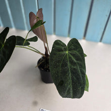 Load image into Gallery viewer, #RS2 Dark Anthurium NOID - With Pup