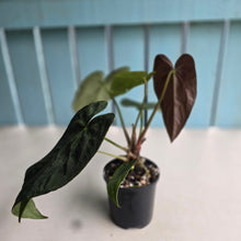 Load image into Gallery viewer, #RS2 Dark Anthurium NOID - With Pup