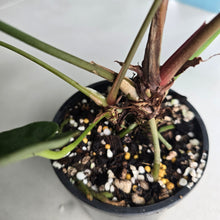 Load image into Gallery viewer, #RS2 Dark Anthurium NOID - With Pup