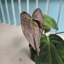 Load image into Gallery viewer, #RS2 Dark Anthurium NOID - With Pup