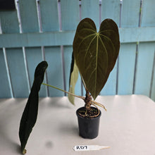 Load image into Gallery viewer, #RD7 Large Anthurium NOID