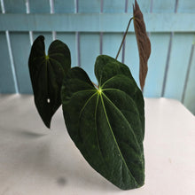 Load image into Gallery viewer, #RD7 Large Anthurium NOID