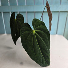 Load image into Gallery viewer, #RD7 Large Anthurium NOID