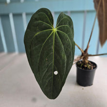 Load image into Gallery viewer, #RD7 Large Anthurium NOID