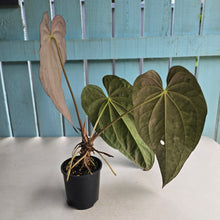 Load image into Gallery viewer, #RD7 Large Anthurium NOID