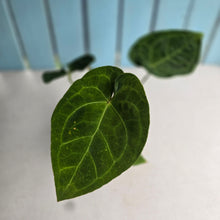 Load image into Gallery viewer, #R17 Anthurium (Dressleri x Forgetii) x