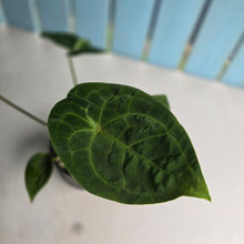 Load image into Gallery viewer, #R17 Anthurium (Dressleri x Forgetii) x