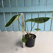 Load image into Gallery viewer, #R17 Anthurium (Dressleri x Forgetii) x