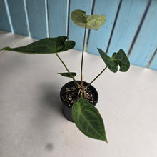 Load image into Gallery viewer, #R17 Anthurium (Dressleri x Forgetii) x