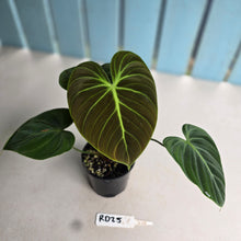 Load image into Gallery viewer, #RD25 Philodendron El Choco