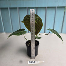 Load image into Gallery viewer, #RD25 Philodendron El Choco