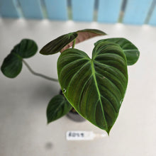 Load image into Gallery viewer, #RD25 Philodendron El Choco