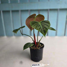 Load image into Gallery viewer, #RD25 Philodendron El Choco