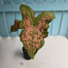 Load image into Gallery viewer, #RD53 Caladium